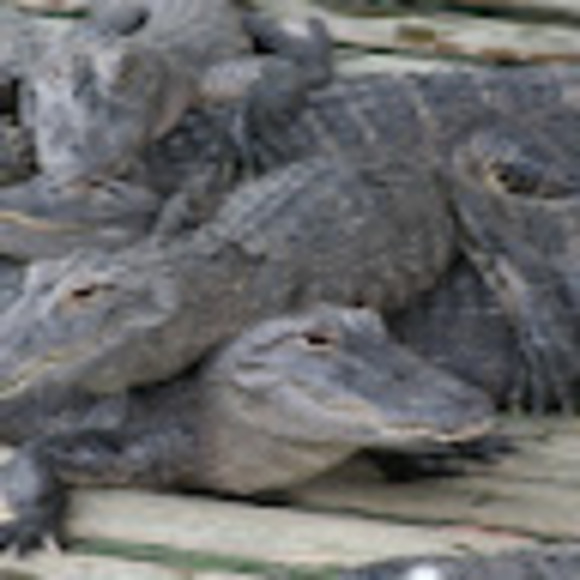 Meet your Posher, Thomas - Picture 1 of 1